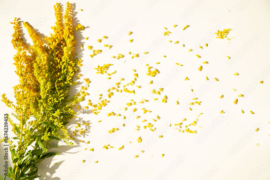 🍃 Pollen Allergies: Nutrition for Immune Balance